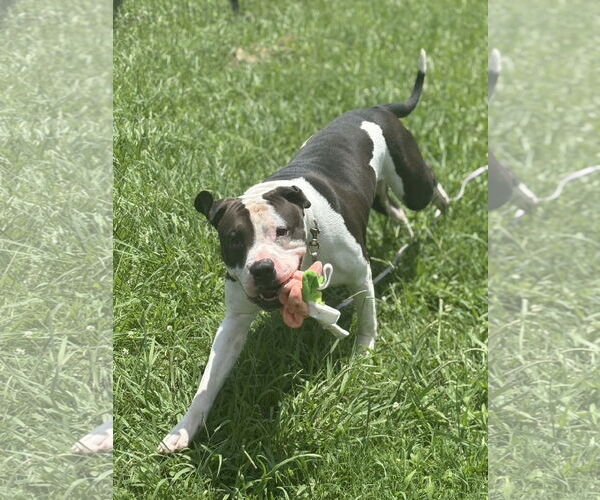 Medium Photo #4 American Pit Bull Terrier-Unknown Mix Puppy For Sale in Virginia Beach, VA, USA
