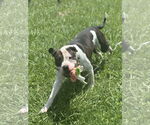 Small #3 American Pit Bull Terrier Mix
