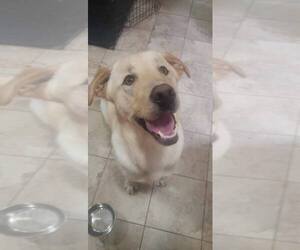 Labrador Retriever Puppy for sale in OLYMPIA, WA, USA