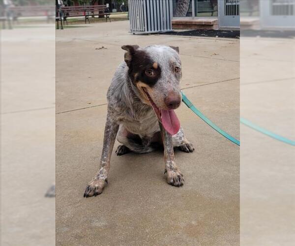 Medium Photo #1 Mutt Puppy For Sale in San Antonio, TX, USA