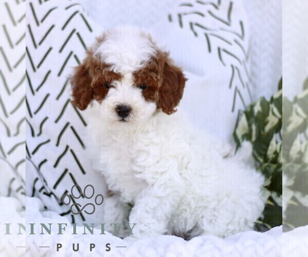 Medium Photo #4 Cavapoo (Miniature) Puppy For Sale in ELIZABETHTOWN, PA, USA