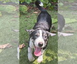 Small #1 Mutt