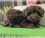 Small #1 Havanese