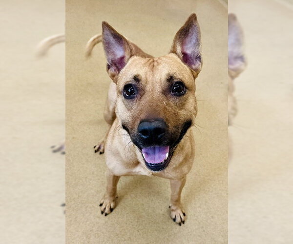 Medium Photo #1 Black Mouth Cur-Unknown Mix Puppy For Sale in Derwood, MD, USA