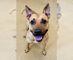 Small Black Mouth Cur Mix