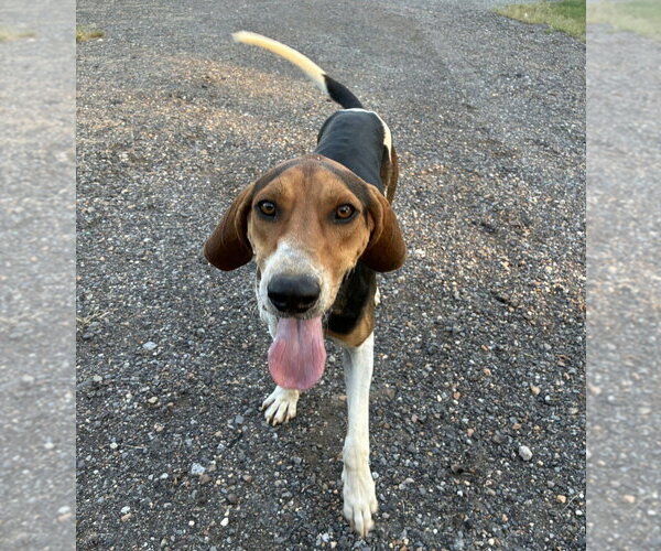 Medium Photo #2 Treeing Walker Coonhound-Unknown Mix Puppy For Sale in Boston, MA, USA