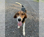 Small #1 Treeing Walker Coonhound Mix