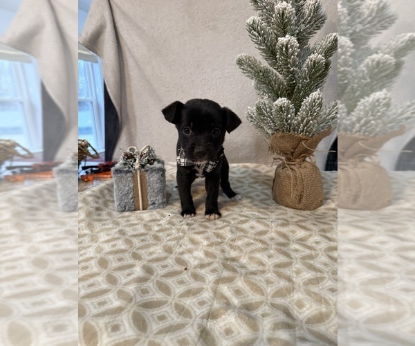 Medium Photo #1 Chihuahua Puppy For Sale in MILNER, GA, USA