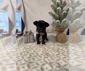 Chihuahua Puppy for Sale in MILNER, Georgia USA