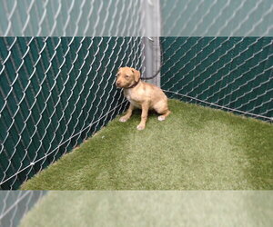 Mutt Dogs for adoption in Downey, CA, USA