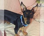 Small Photo #2 Miniature Pinscher Puppy For Sale in THURMONT, MD, USA