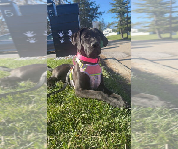 Medium Photo #1 Boweimar Puppy For Sale in Brewster, NY, USA