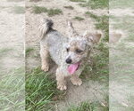 Small #2 Poodle (Miniature) Mix