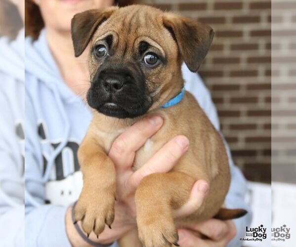 Medium Photo #5 Labrador Retriever-Unknown Mix Puppy For Sale in Washington, DC, USA