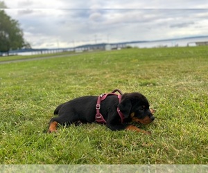 Rottweiler Puppy for sale in TACOMA, WA, USA