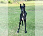 Small #2 Great Dane