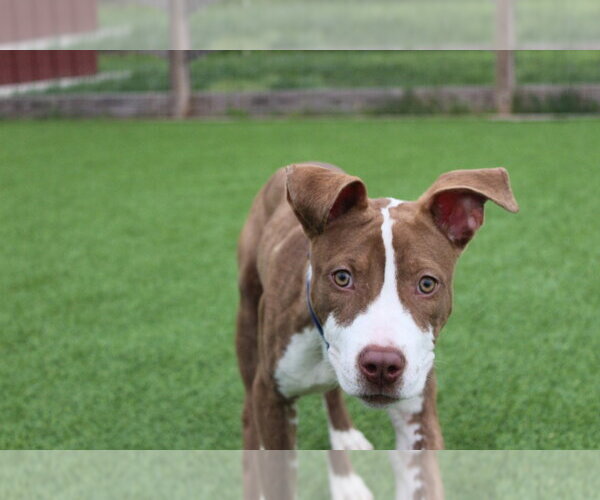 Medium Photo #2 Mutt Puppy For Sale in Chestertown, MD, USA