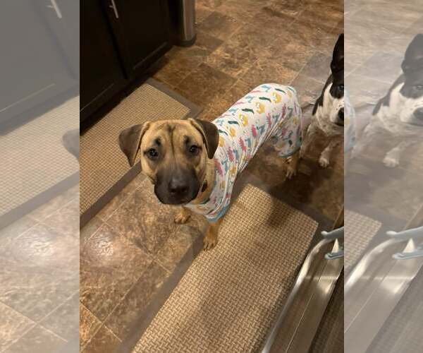 Medium Photo #10 Mutt Puppy For Sale in Decatur, GA, USA