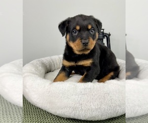 Rottweiler Puppy for sale in FRANKLIN, IN, USA