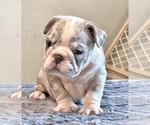 Small #2 English Bulldog