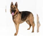 Small #4 German Shepherd Dog