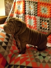 Chinese Shar-Pei Puppy for sale in WATERTOWN, WI, USA