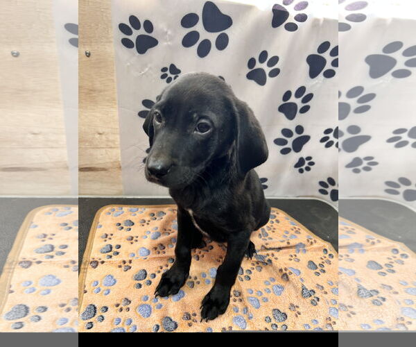 Medium Photo #2 Labrador Retriever Puppy For Sale in Tracy City, TN, USA