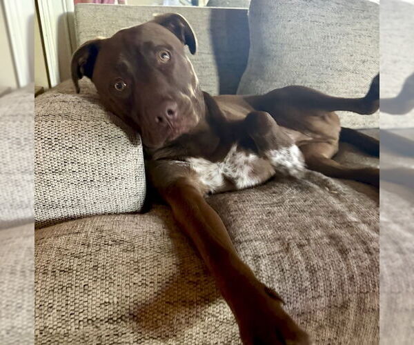 Medium Photo #3 Labrador Retriever-Unknown Mix Puppy For Sale in San Juan Capistrano, CA, USA