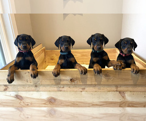 Doberman Pinscher Puppy for Sale in GOWEN, Michigan USA