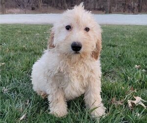 Labradoodle Puppy for sale in EDINA, MO, USA