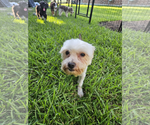 Small #1 Maltese