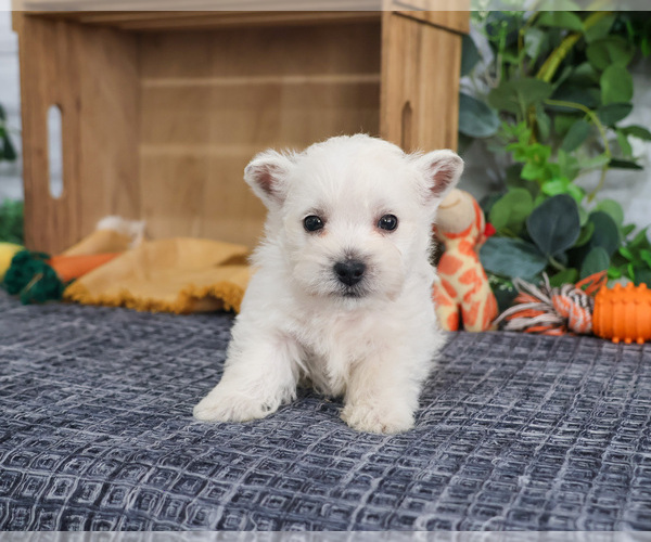 Medium Photo #3 West Highland White Terrier Puppy For Sale in SYRACUSE, IN, USA