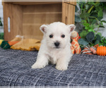 Small #2 West Highland White Terrier