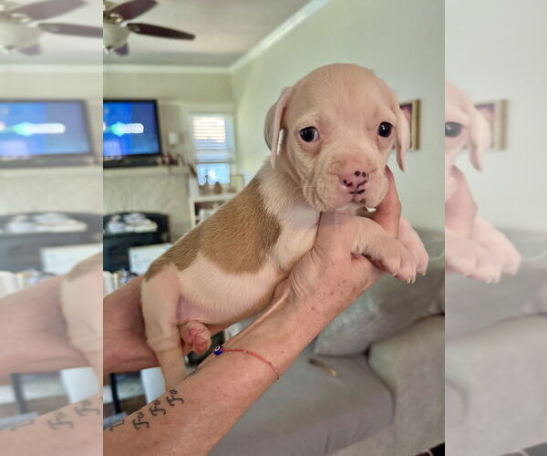 Medium Photo #6 American Staffordshire Terrier-Unknown Mix Puppy For Sale in Brewster, NY, USA