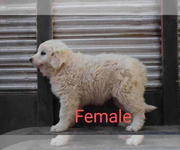 Medium Photo #7 Great Pyrenees Puppy For Sale in PERALTA, NM, USA