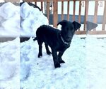 Small #1 Dachshund-Labrador Retriever Mix