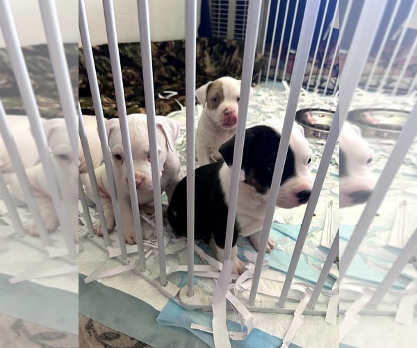 Medium Photo #5 American Bully Puppy For Sale in FRIDLEY, MN, USA