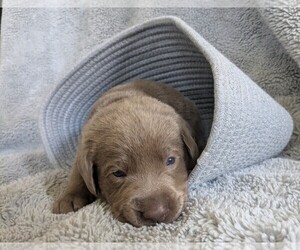 Labrador Retriever Puppy for sale in PALMYRA, VA, USA