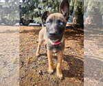 Small #3 Mutt