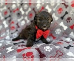 Small #6 Aussiedoodle Miniature 