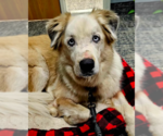 Small #2 Great Pyrenees Mix