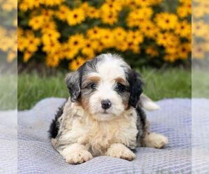 Bernedoodle (Miniature) Puppy for sale in HONEY BROOK, PA, USA