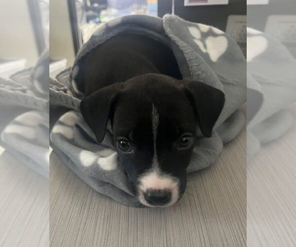 Medium Photo #4 Boston Huahua Puppy For Sale in Dana Point, CA, USA