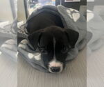 Small #3 Boston Huahua