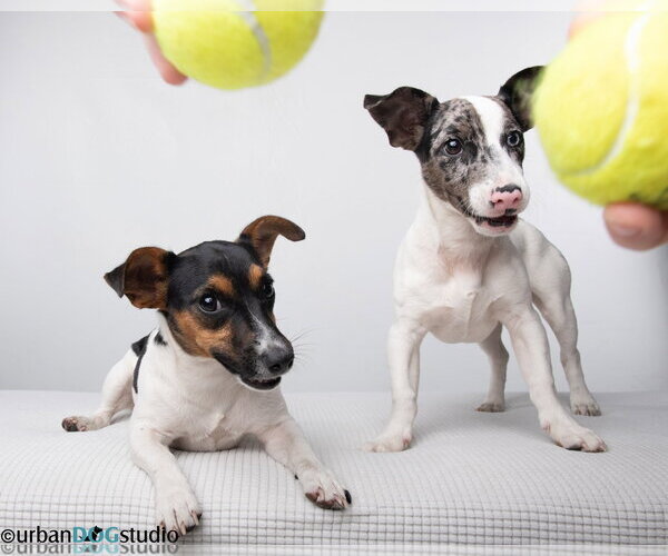 Medium Photo #3 Jack Russell Terrier-Unknown Mix Puppy For Sale in Tampa, FL, USA