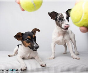 Bonded pair - Peach & Sprout - Female Jack Russell Terrier-Unknown Mix Dog for Adoption - Photo #3