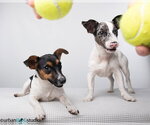 Small Photo #3 Jack Russell Terrier-Unknown Mix Puppy For Sale in Tampa, FL, USA
