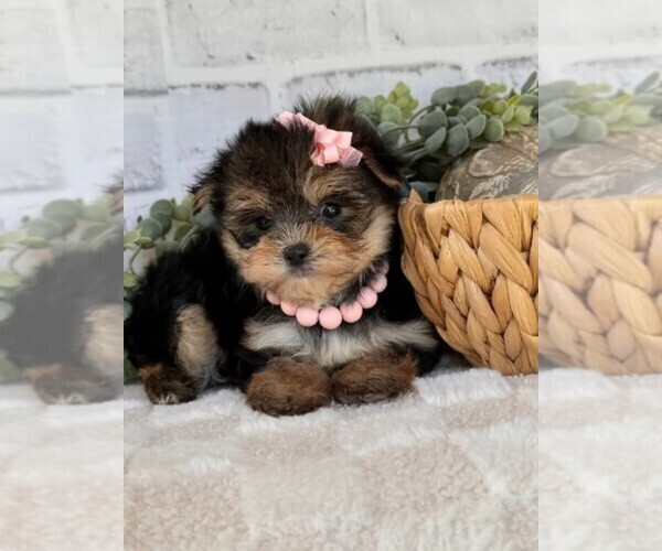 Medium Photo #11 Yorkshire Terrier Puppy For Sale in MIAMI, FL, USA