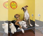 Small #2 American Pit Bull Terrier Mix