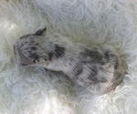 Small Photo #10 French Bulldog Puppy For Sale in BLACK WALNUT, MO, USA